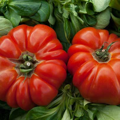 In the Vegie Patch: Sow tomato, eggplant and capsicum seeds indoors