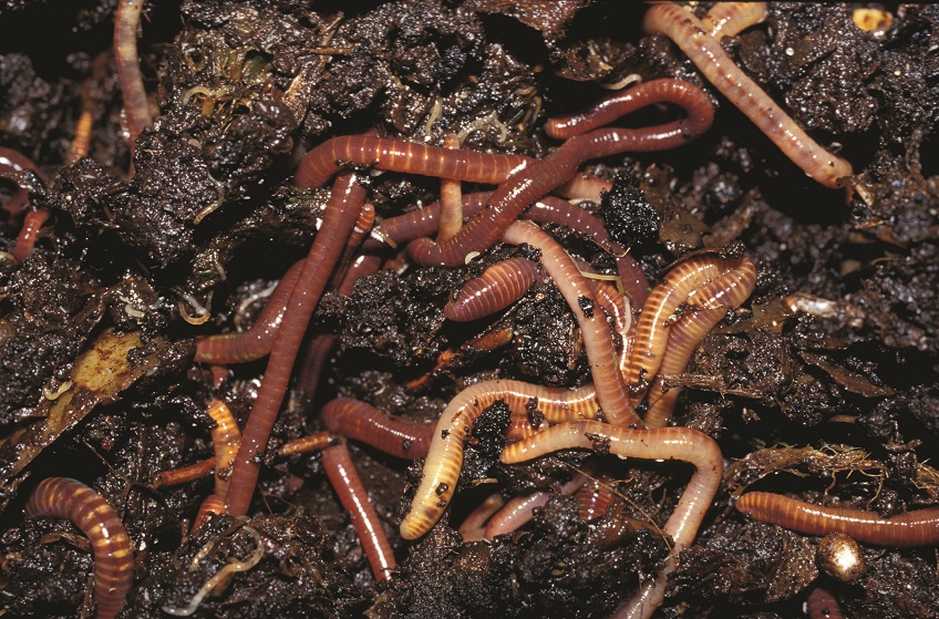 Set up your own worm farm