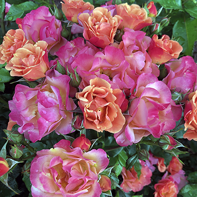 For the love of roses