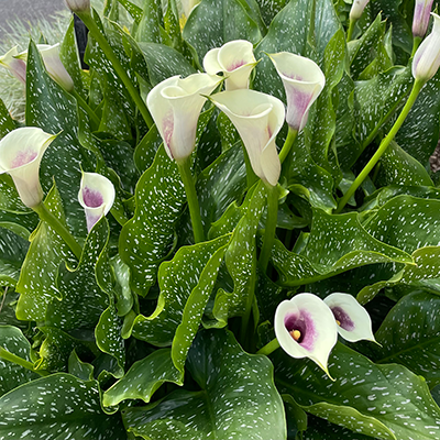 How to grow Calla Lilies (Zantedeschia) at home