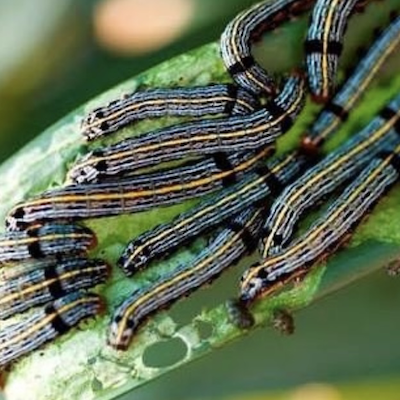 Good Riddance Caterpillars