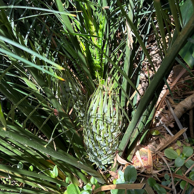 Cycad Confusion