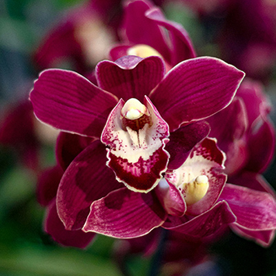 Divide and multiply cymbidiums