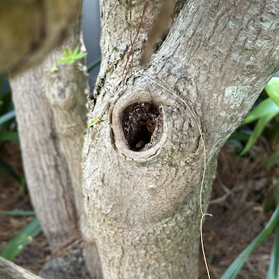 Holey Maple