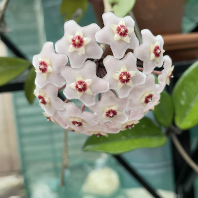 Get the Blooms Going