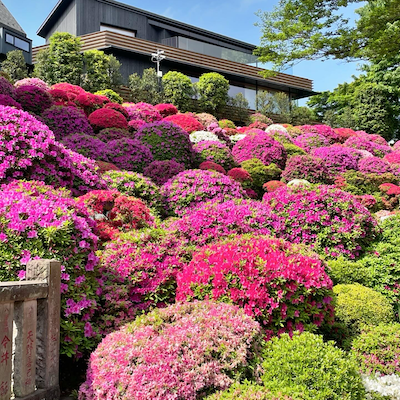 Prune 'n' bloom azaleas
