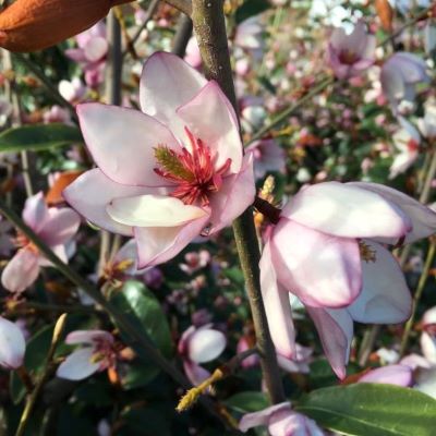 Magnolia Magic