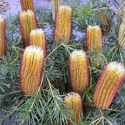 In The Garden: May
