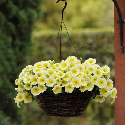 Basket Case
