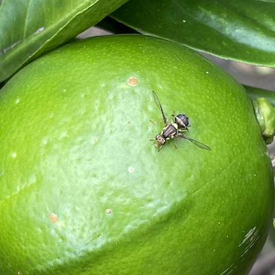 Fraught with Fruit Fly