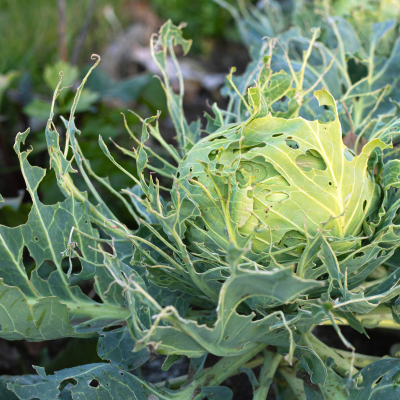 Battle for Brassicas