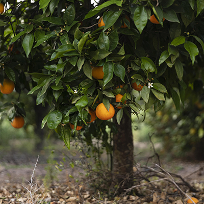 In your garden: March