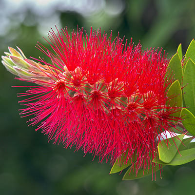 In your garden: December