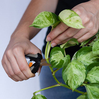 Did you know about your garden