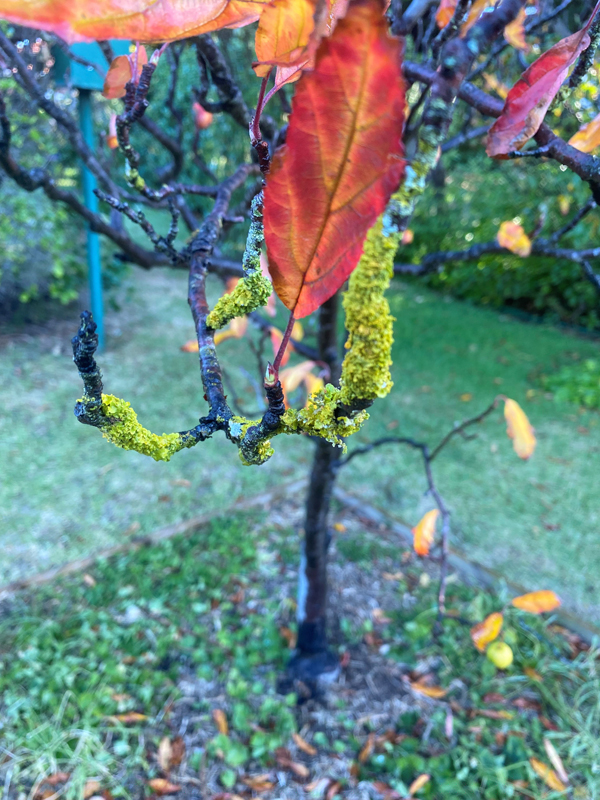 Lichen you a lot