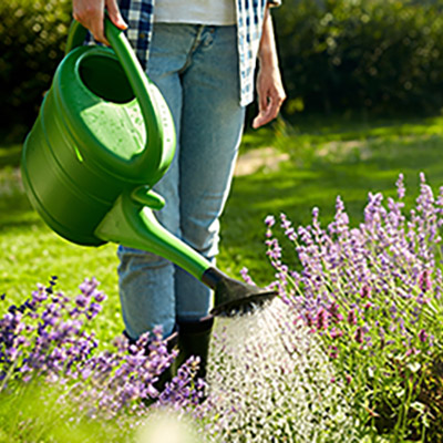 In the garden: August