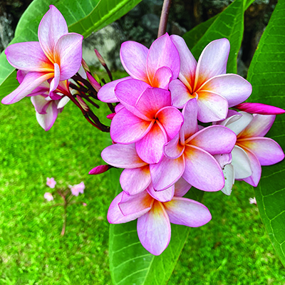 Scent- sational blooms