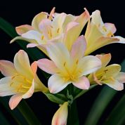 How to: Cultivate Clivias
