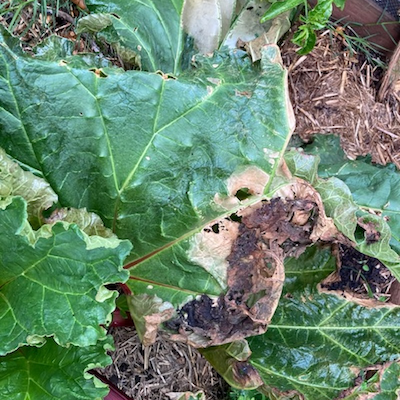 Rhubarb Ruined