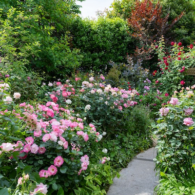 How to: grow bare-rooted roses