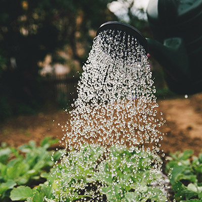 3 Steps to start a Vegie Patch