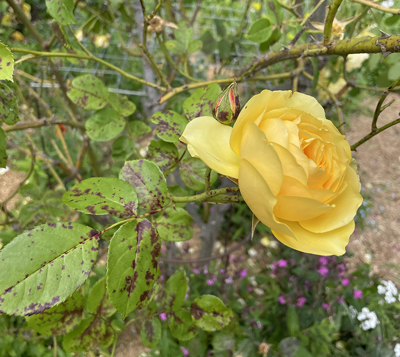 roses with black spot
