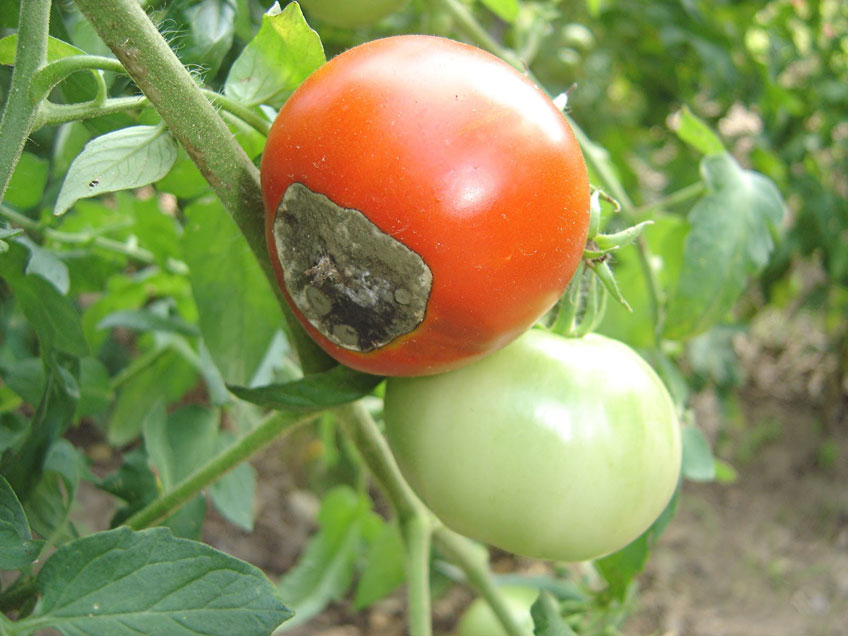 Is That Tomato Rotten Or Is It Safe to Eat?, Gardening Tips and How-To  Garden Guides