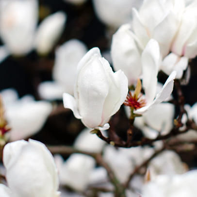 Star of the season: the Magnolia