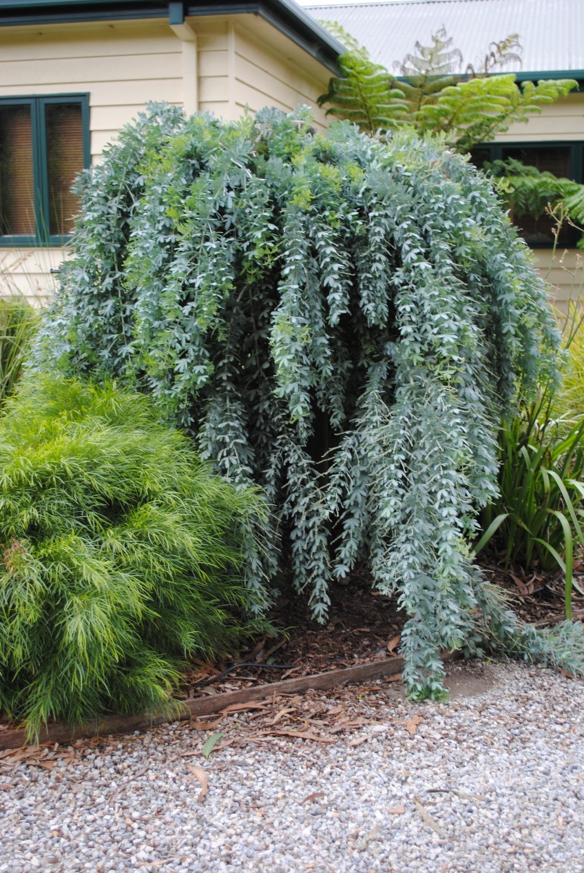 Weeping wattles, Acacia baileyana