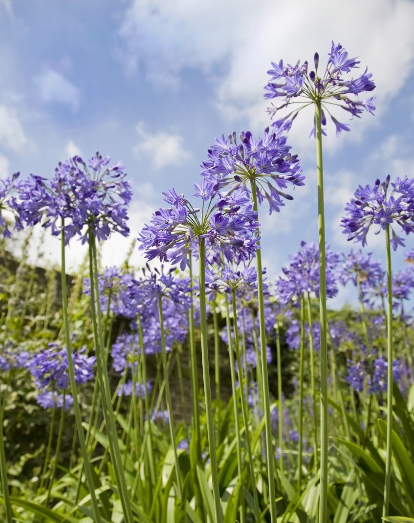 Agapanthus