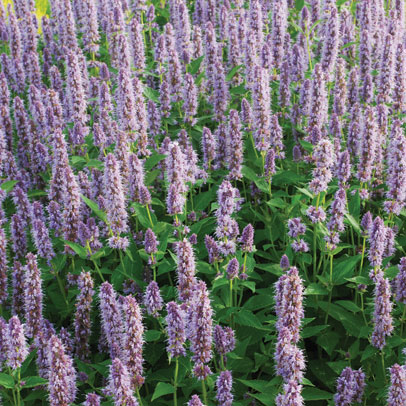 Star of the season: Agastache