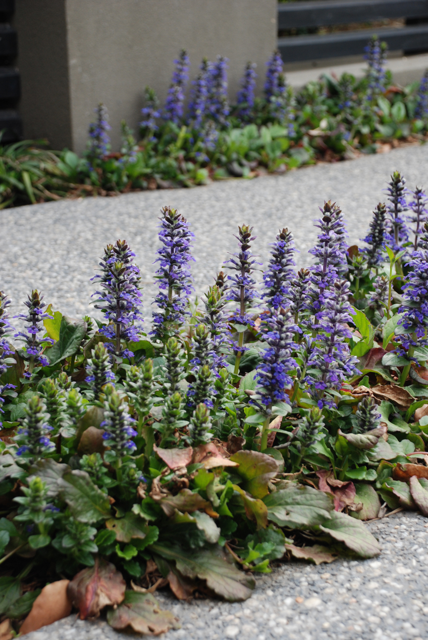 The Garden Clinic The Garden Clinic, Ajuga Ground Cover Invasive