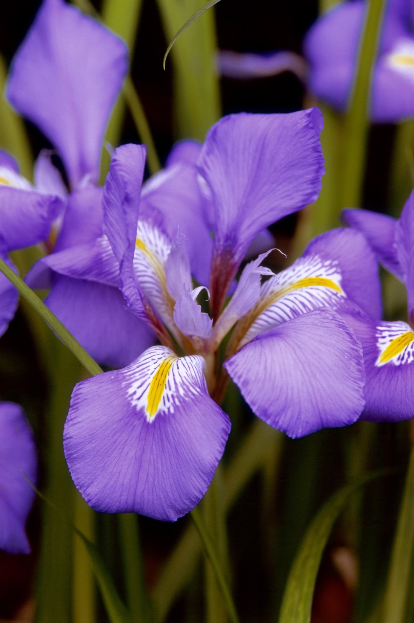 Algerian iris