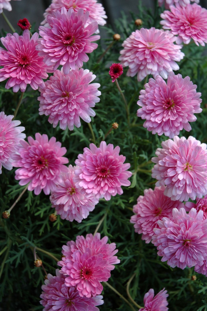 Potted: Federation Daisy