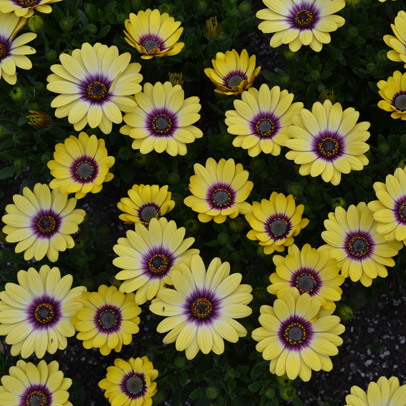 Shining in the Sun: Osteospemum