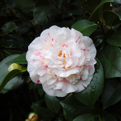 Australia’s First Camellia?