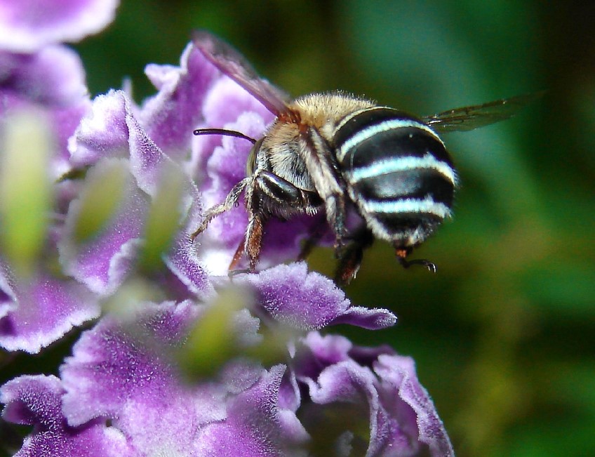Bug Watch: Blue banded bee