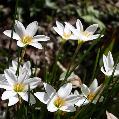 Autumn crocus