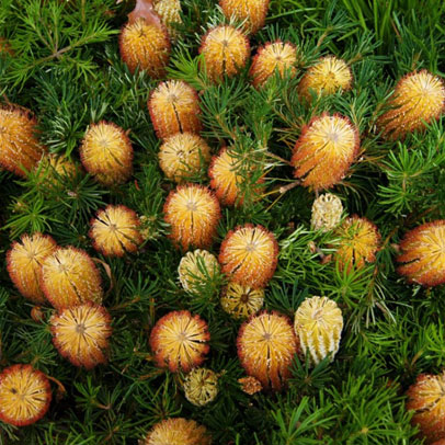 Plants I love: dwarf banksias