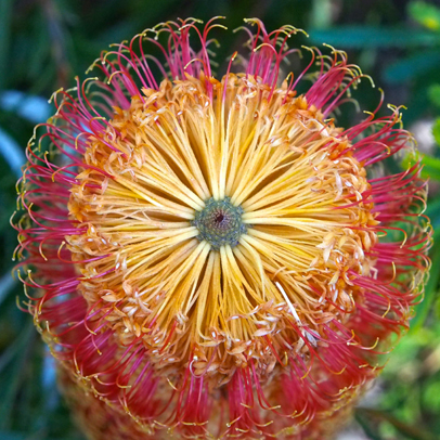 Star of the season Dwarf Banksia