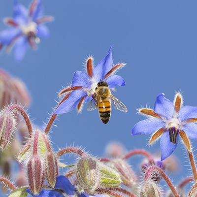 How to: attract bees