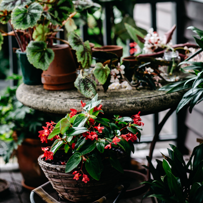 Star of the Season: Begonia