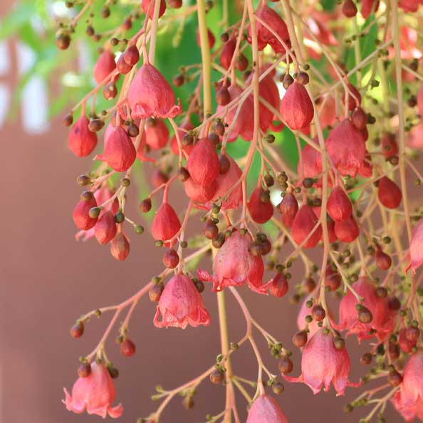 Plants I love: Jerilderie Red