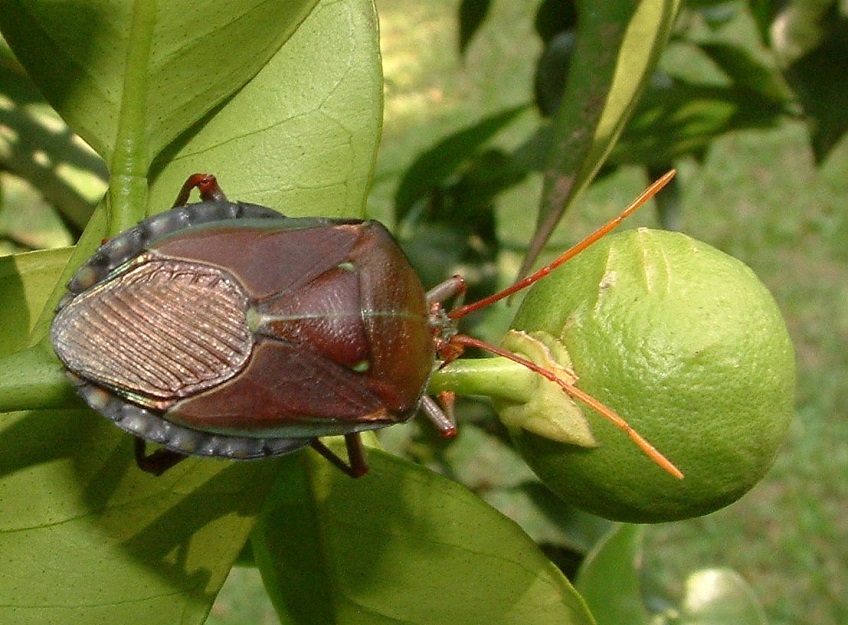 Bug Watch: Bronze orange bugs