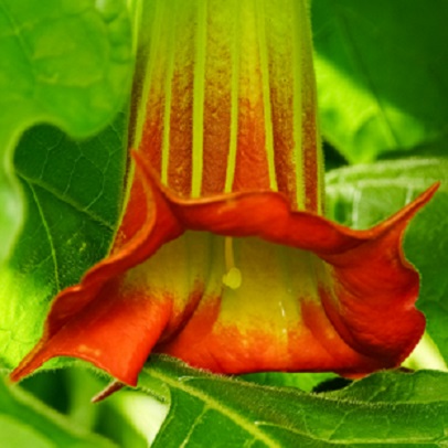 Angel's Trumpet, Brugmansia