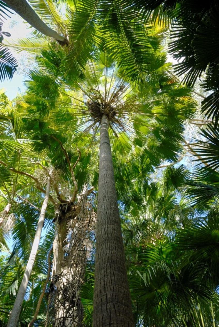 Cabbage Palm