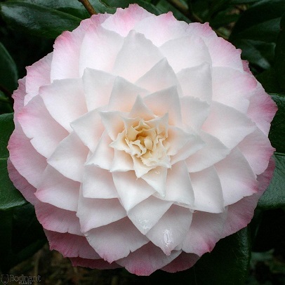 ​Camellia ‘Desire’