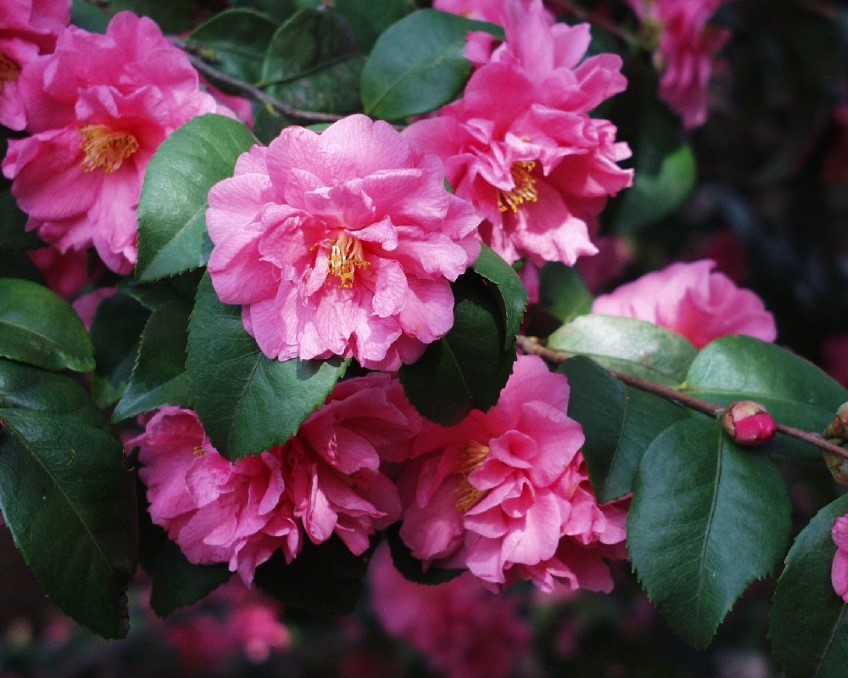 Potted: Camellia sasanqua