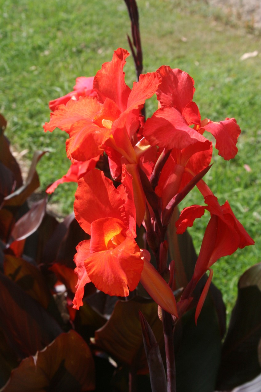 ​Canna ‘Australia’