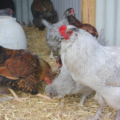 How to: choose a chicken